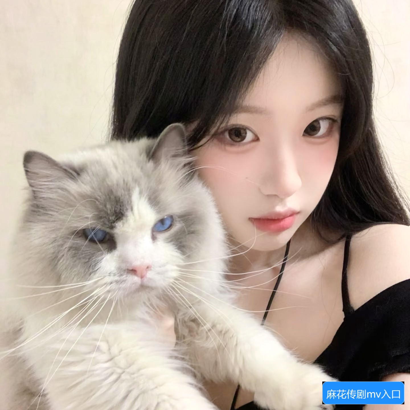 麻花传剧MV在哪里可以观看，噼里啪啦了吧的具体入口介绍